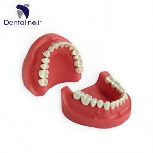 مدل تمرینی پروتز و ترمیمی با لثه سخت