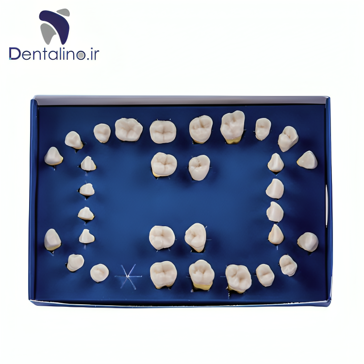 ست دندان ریشه دار تعویضی فک پریو