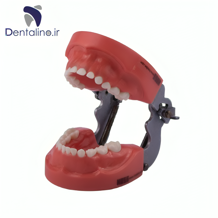 مدل تمرینی اطفال با لثه سخت