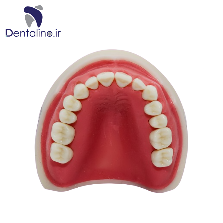 مدل تمرینی تحلیل لثه