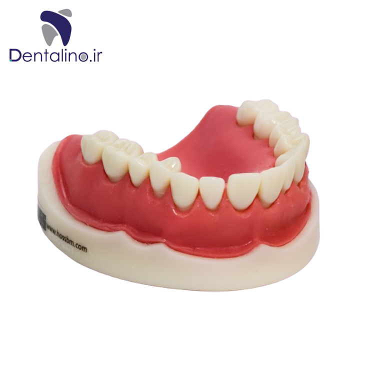 مدل تمرینی تحلیل لثه