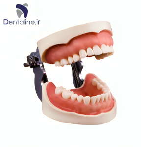 مدل تمرینی پروتز و ترمیمی با لثه نرم