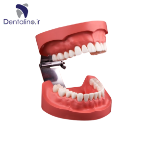 مدل نمایشی بهداشت دهان و دندان با لولا استیل